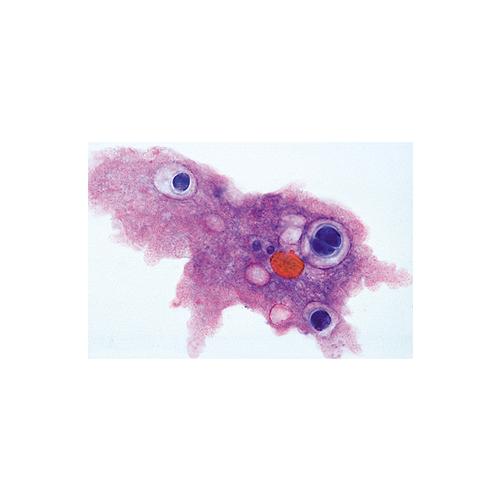 School Set A (General Biology) - French, 1004195 [W13336F], French