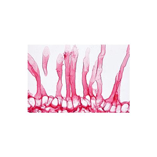 Biologie g&eacute;n&eacute;rale, S&eacute;rie B, compl&eacute;mentaire de A - Allemand, 1004198 [W13337], Lames microscopiques Allemand