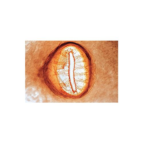 Biologie g&eacute;n&eacute;rale, S&eacute;rie B, compl&eacute;mentaire de A - Portugais, 1004200 [W13337P], Lames microscopiques Portugais