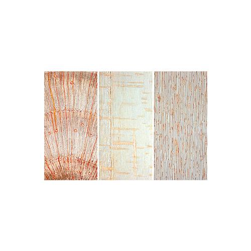 Biologie g&eacute;n&eacute;rale, S&eacute;rie C, compl&eacute;mentaire de A et B - Fran&ccedil;ais, 1004203 [W13338F], Lames microscopiques Fran&ccedil;ais