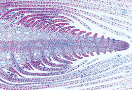 Biologie g&eacute;n&eacute;rale, S&eacute;rie C, compl&eacute;mentaire de A et B - Espagnol, 1004205 [W13338S], Lames microscopiques Espagnol