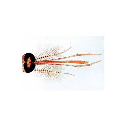 Biologie g&eacute;n&eacute;rale, S&eacute;rie D, compl&eacute;mentaire de A, B, et C - Allemand, 1004206 [W13339], Lames microscopiques Allemand