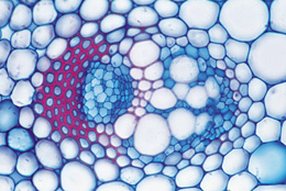Biologie g&eacute;n&eacute;rale, S&eacute;rie D, compl&eacute;mentaire de A, B, et C - Portugais, 1004208 [W13339P], Lames microscopiques Portugais