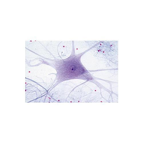 Biologie g&eacute;n&eacute;rale, S&eacute;rie D, compl&eacute;mentaire de A, B, et C - Portugais, 1004208 [W13339P], Lames microscopiques Portugais