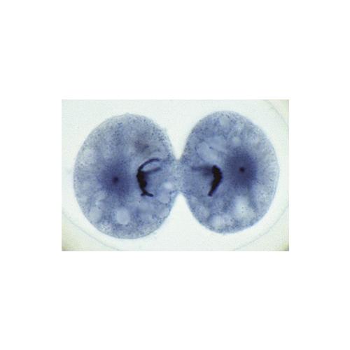 Série escolar D, Biologia geral - Português, 1004208 [W13339P], Preparados para microscopia LIEDER