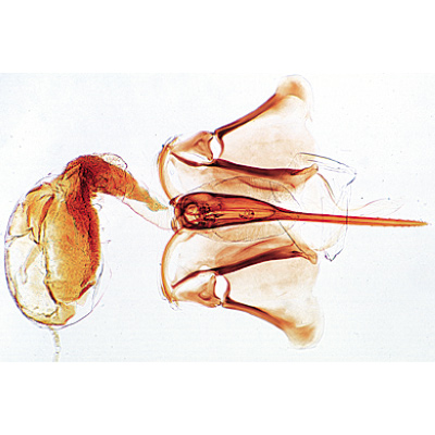 The Honey Bee (Apis mellifica), Almanca (18'li), 1004210 [W13340], Mikroskop Kaydırıcılar LIEDER
