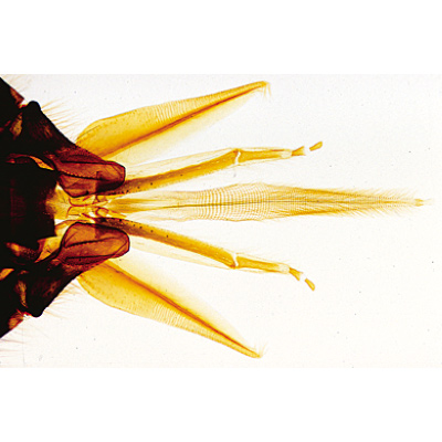 The Honey Bee (Apis mellifica) - French, 1004211 [W13340F], 显微镜载玻片