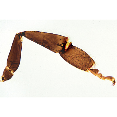 Die Honigbiene (Apis mellifica) - Französisch, 1004211 [W13340F], Mikropräparate LIEDER