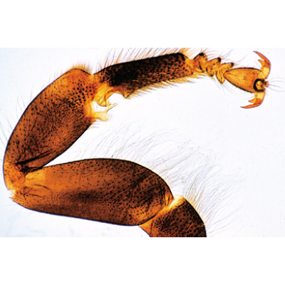 Die Honigbiene (Apis mellifica) - Portugiesisch, 1004212 [W13340P], Mikropräparate LIEDER