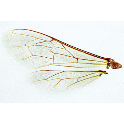 Die Honigbiene (Apis mellifica) - Portugiesisch, 1004212 [W13340P], Mikropräparate LIEDER