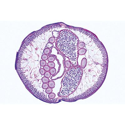 General Parasitology, Short Set - German Slides, 1004214 [W13341], 显微镜载玻片