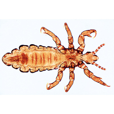 Parasitologie g&eacute;n&eacute;rale, petite s&eacute;rie - Allemand, 1004214 [W13341], Lames microscopiques Allemand