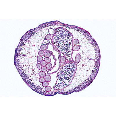 Parasitologie g&eacute;n&eacute;rale, petite s&eacute;rie - Espagnol, 1004216 [W13341S], Lames microscopiques Espagnol