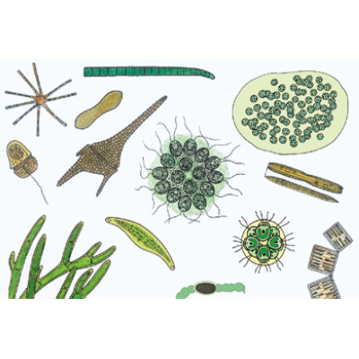 Микроскопическая жизнь в воде, часть II. На испанском языке, 1004220 [W13342S], Микроскопы Слайды LIEDER