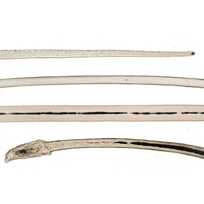 Human Scalp and Hair - Spanish, 1004224 [W13343S], Spanish