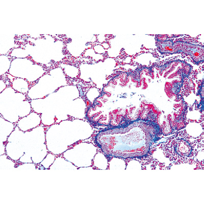 Series I. Cells, Tissues and Organs - English Slides, 1004225 [W13400], English