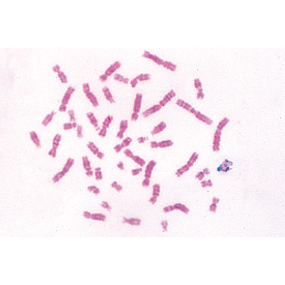 Микропрепараты «Генетика, репродукция и эмбриология», серия V, на английском языке, 1004229 [W13404], Микроскопы Слайды LIEDER