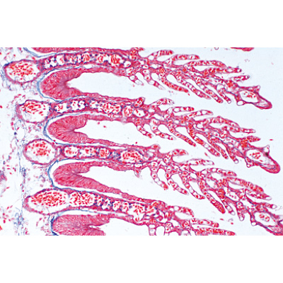 哺乳类除外的脊椎动物组织学, 1004230 [W13405], 显微镜载玻片