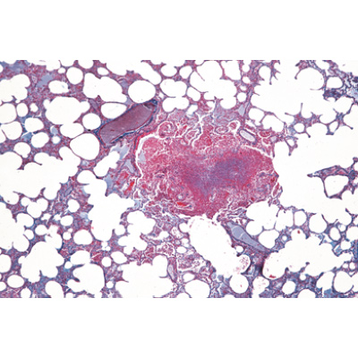 Histologie des mammif&egrave;res, s&eacute;rie &eacute;l&eacute;mentaire - Anglais, 1004231 [W13406], Lames microscopiques Anglais