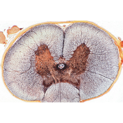 Микропрепараты «Гистология млекопитающих», первичный набор, на английском языке, 1004231 [W13406], Микроскопы Слайды LIEDER