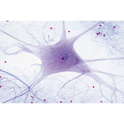 Histologie des mammif&egrave;res, s&eacute;rie &eacute;l&eacute;mentaire - Anglais, 1004231 [W13406], Lames microscopiques Anglais