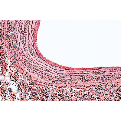 哺乳动物组织学，初级组, 1004231 [W13406], 显微镜载玻片