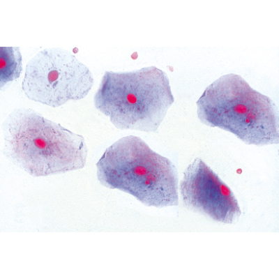 Histologie des mammif&egrave;res, s&eacute;rie &eacute;l&eacute;mentaire - Anglais, 1004231 [W13406], Lames microscopiques Anglais