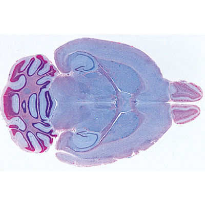 Histology of Mammalia, Supplementary Set - English Slides, 1004232 [W13407], Microscope Slides LIEDER