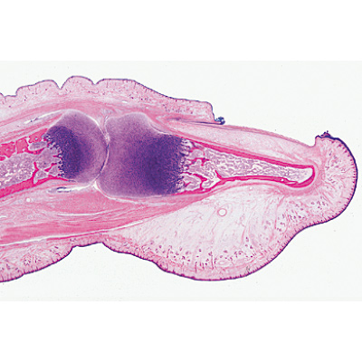哺乳动物组织学，补充组, 1004232 [W13407], 显微镜载玻片