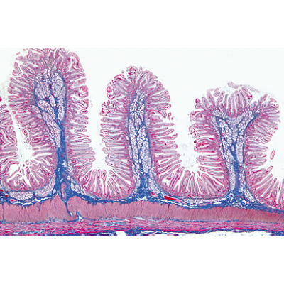Histologie humaine, grande s&eacute;rie I partie - Anglais, 1004234 [W13409], Lames microscopiques Anglais