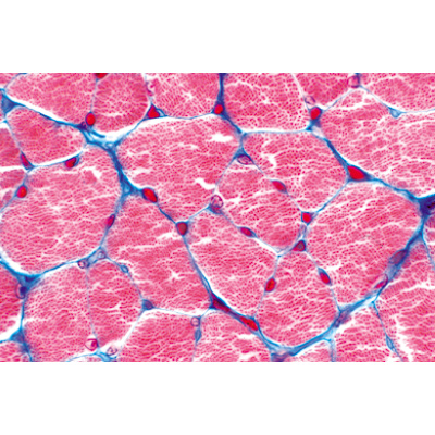 Histologie humaine, grande s&eacute;rie II partie - Anglais, 1004235 [W13410], Lames microscopiques Anglais