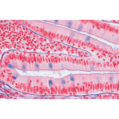 Histologie humaine, grande s&eacute;rie II partie - Anglais, 1004235 [W13410], Lames microscopiques Anglais