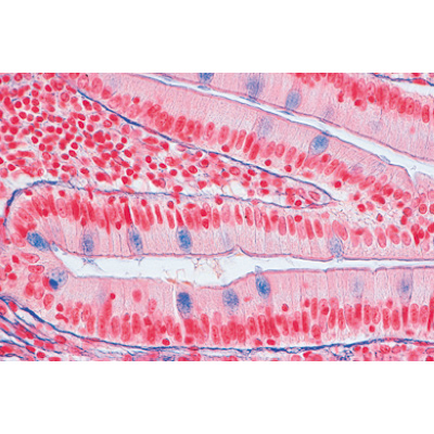 Микропрепараты «Нормальная гистология человека», большой набор, часть II, на английском языке, 1004235 [W13410], Микроскопы Слайды LIEDER