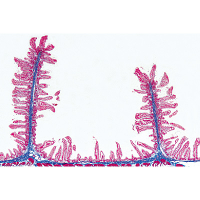 Histologie humaine, grande s&eacute;rie II partie - Anglais, 1004235 [W13410], Lames microscopiques Anglais