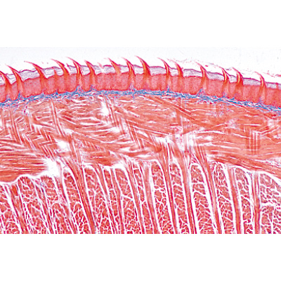 Digestive System - English Slides, 1004239 [W13414], 현미경 슬라이드 LIEDER