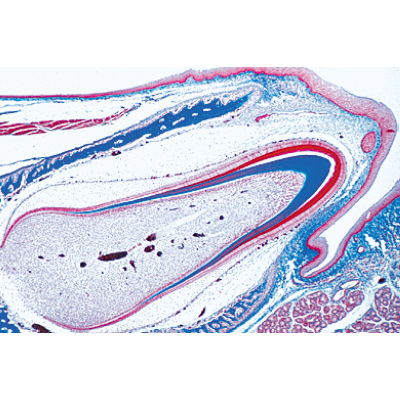 Digestive System - English Slides, 1004239 [W13414], Microscope Slides LIEDER