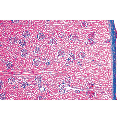Syst&egrave;me urinaire - Anglais, 1004240 [W13415], Lames microscopiques Anglais