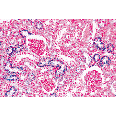 泌尿系统, 1004240 [W13415], 显微镜载玻片