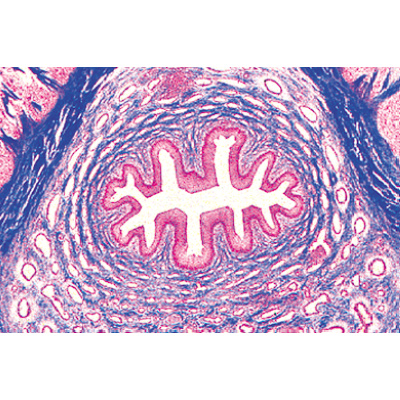泌尿系统, 1004240 [W13415], 显微镜载玻片