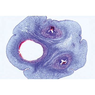 Микропрепараты «Система половых органов», на английском языке, 1004241 [W13416], Микроскопы Слайды LIEDER