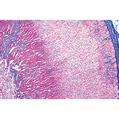 内分泌系统, 1004242 [W13417], 显微镜载玻片