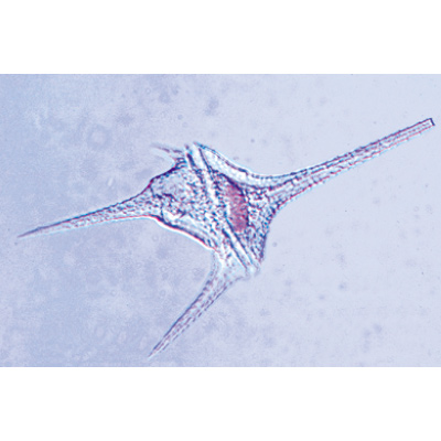 Invertebr&eacute;s, s&eacute;rie suppl&eacute;mentaire - Anglais, 1004246 [W13421], Lames microscopiques Anglais