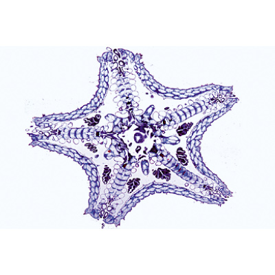 Invertebr&eacute;s, s&eacute;rie suppl&eacute;mentaire - Anglais, 1004246 [W13421], Lames microscopiques Anglais