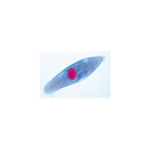 The Paramaecium (Caudatum) - English Slides, 1004247 [W13422], 현미경 슬라이드 LIEDER
