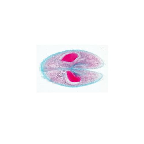 草履虫（尾状核）, 1004247 [W13422], 显微镜载玻片
