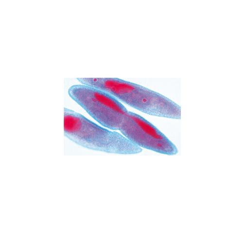 Микропрепараты «Инфузория-туфелька», Caudatum, на английском языке, 1004247 [W13422], Микроскопы Слайды LIEDER