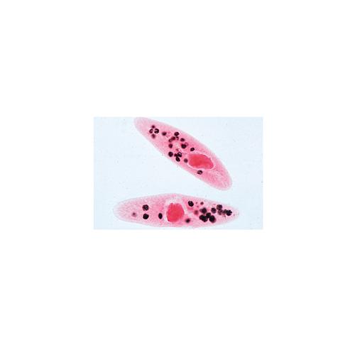 Paramaecium - ingl&eacute;s, 1004247 [W13422], Ingl&eacute;s