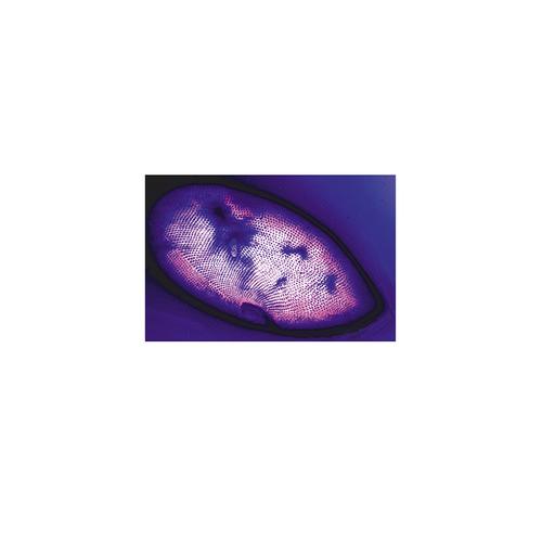 Das Pantoffeltierchen (Paramaecium caudatum) - Englisch, 1004247 [W13422], Mikropräparate LIEDER