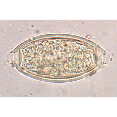 Parasitolog&iacute;a General. Colecci&oacute;n Grande - ingl&eacute;s, 1004248 [W13423], Ingl&eacute;s