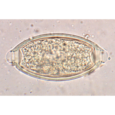 Микропрепараты «Общая паразитология», на английском языке, 1004248 [W13423], Микроскопы Слайды LIEDER